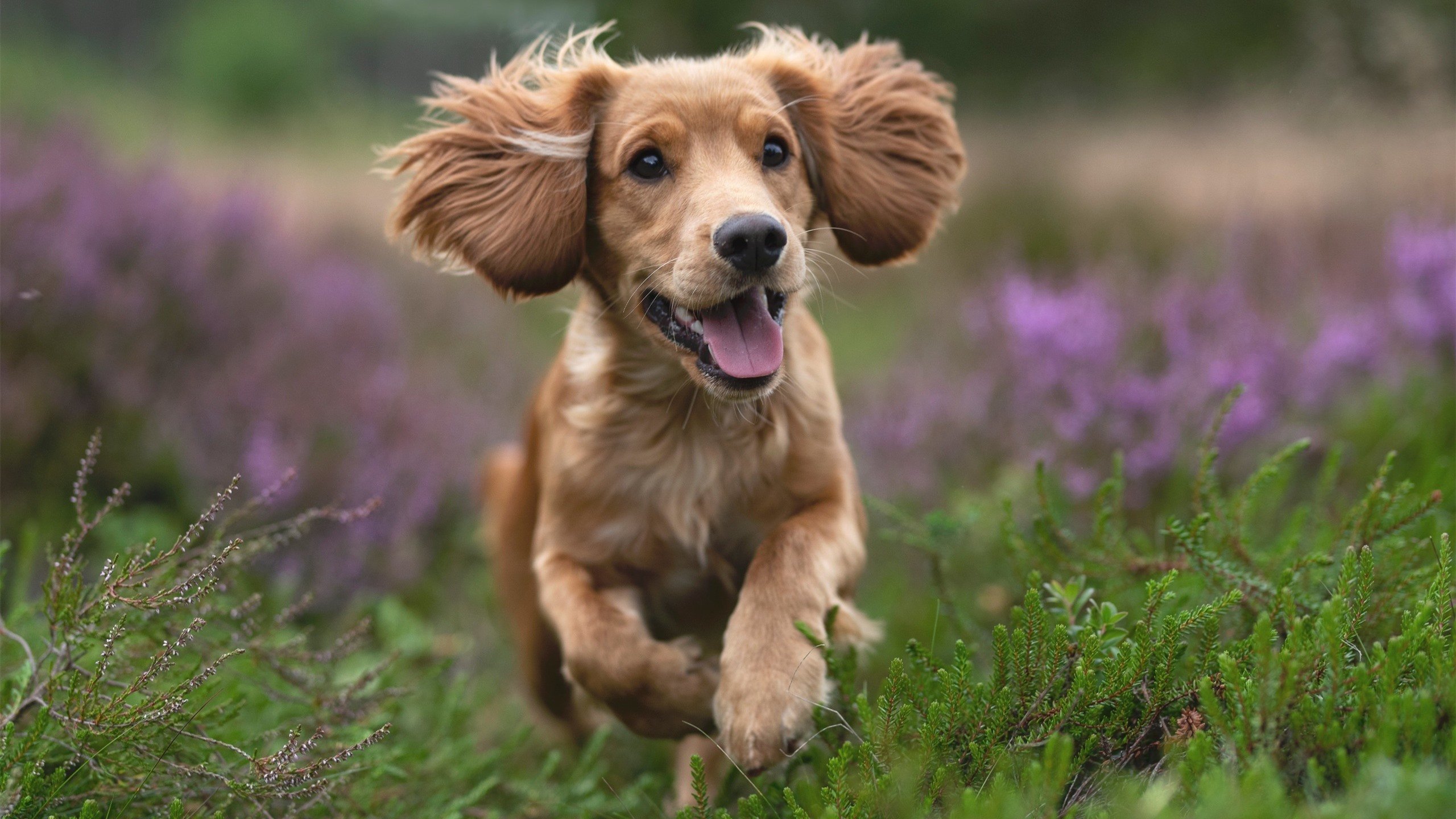 《马尼拉公报》记者雷伊报道杭州亚运会开幕式，称其为“视觉杰作”，并赞扬亚运村的设施和志愿者服务。