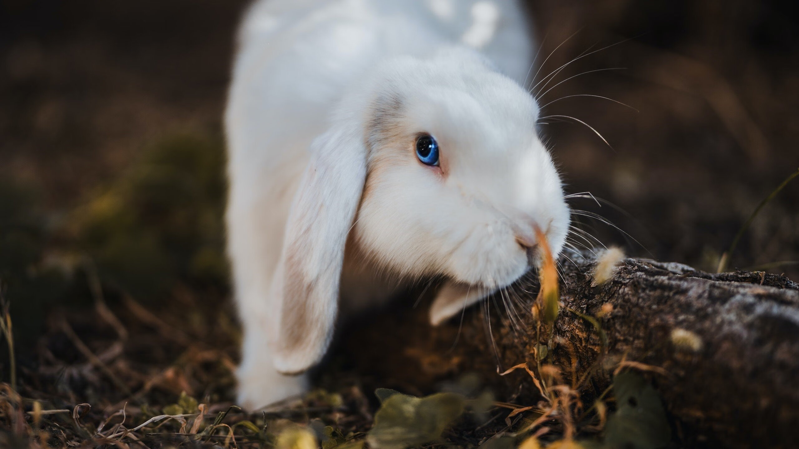 《跨界合作报道:电竞产品厂商与传统品牌的战略合作》,电竞合作官宣