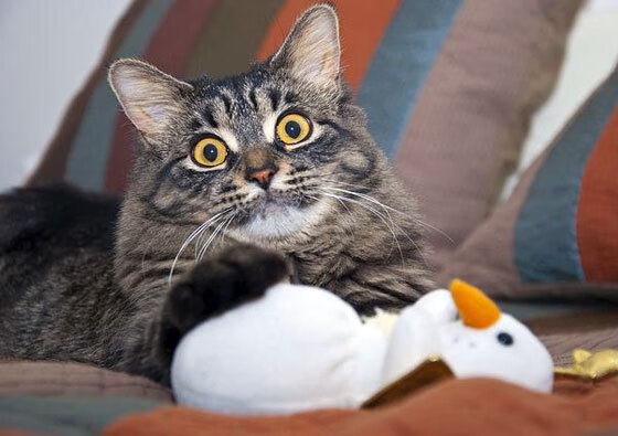 下一代赛车：融入虚拟现实技术，下一个赛道是什么