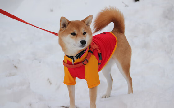 国乒男双组合调整，老将许昕告别国家队，乒乓球男双许昕
